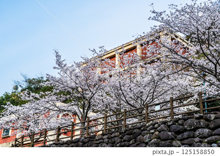 西山ダム下流公園の桜【長崎市】 西山ダム下流公園の桜【長崎市】 125158850