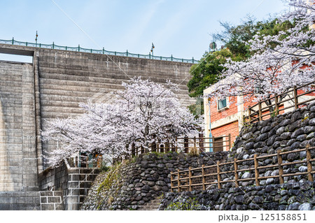 西山ダム下流公園の桜【長崎市】 125158851