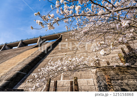 西山ダム下流公園の桜【長崎市】 125158868