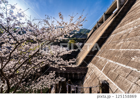 西山ダム下流公園の桜【長崎市】 西山ダム下流公園の桜【長崎市】 125158869