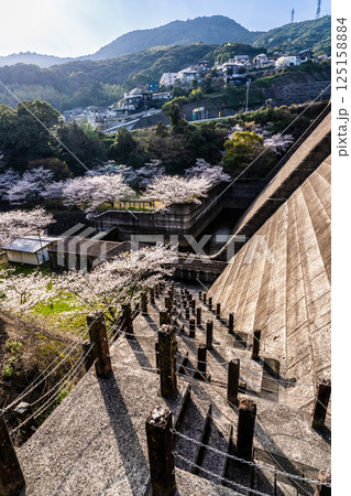 西山ダム下流公園の桜【長崎市】 125158884