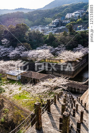 西山ダム下流公園の桜【長崎市】 125158885
