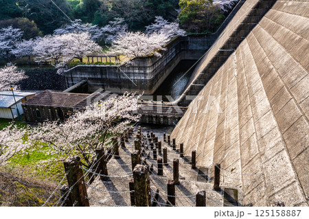 西山ダム下流公園の桜【長崎市】 125158887