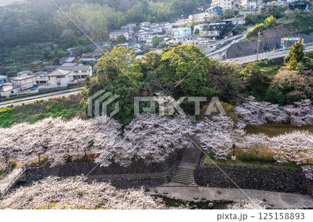 西山ダム下流公園の桜【長崎市】 西山ダム下流公園の桜【長崎市】 125158893