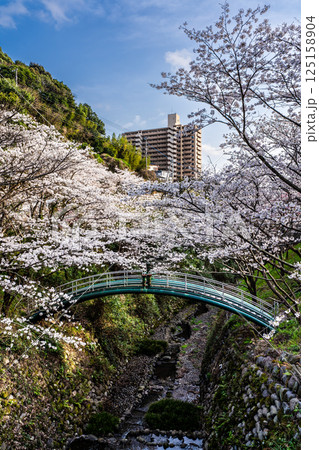 西山ダム下流公園の桜【長崎市】 西山ダム下流公園の桜【長崎市】 125158904