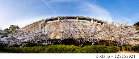 西山ダム下流公園の桜 パノラマ【長崎市】 西山ダム下流公園の桜 パノラマ【長崎市】 125158921