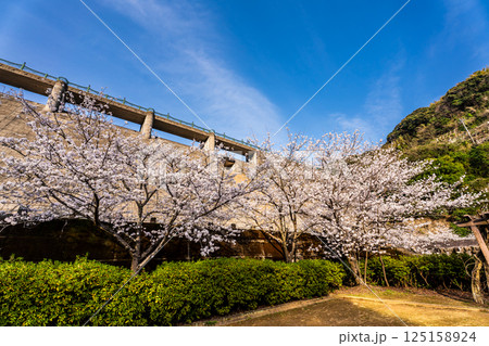 西山ダム下流公園の桜【長崎市】 西山ダム下流公園の桜【長崎市】 125158924