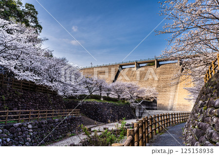 西山ダム下流公園の桜【長崎市】 西山ダム下流公園の桜【長崎市】 125158938