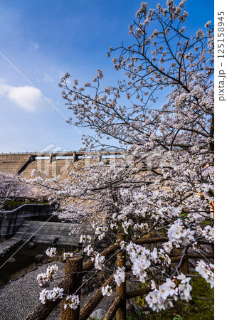 西山ダム下流公園の桜【長崎市】 125158945