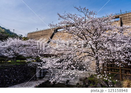 西山ダム下流公園の桜【長崎市】 西山ダム下流公園の桜【長崎市】 125158948