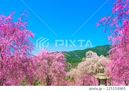 吉野 高見の郷の枝垂れ桜 125158965