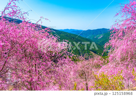 吉野 高見の郷の枝垂れ桜 吉野 高見の郷の枝垂れ桜 125158968