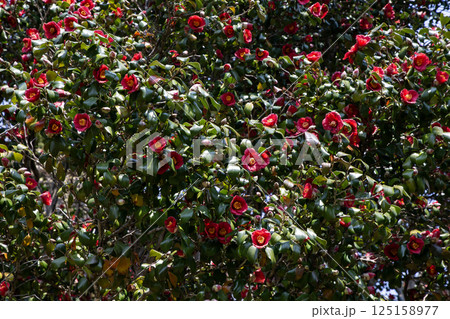 満開の藪椿 125158977