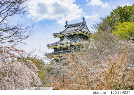 西尾市歴史公園(3月末日) 本丸丑寅櫓(ほんまるうしとらやぐら) 西尾市歴史公園(3月末日) 本丸丑寅櫓(ほんまるうしとらやぐら) 125159024