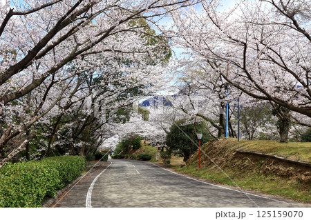 【香川県】桜咲く春の(朝日山森林公園) 【香川県】桜咲く春の(朝日山森林公園) 125159070