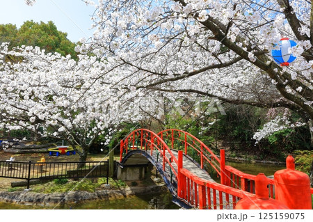 【香川県】桜咲く春の(朝日山森林公園) 【香川県】桜咲く春の(朝日山森林公園) 125159075