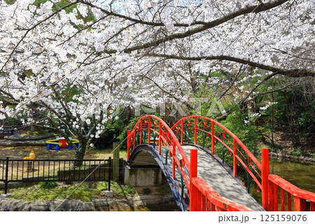 【香川県】桜咲く春の（朝日山森林公園） 125159076