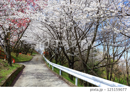 【香川県】桜咲く春の（朝日山森林公園） 125159077