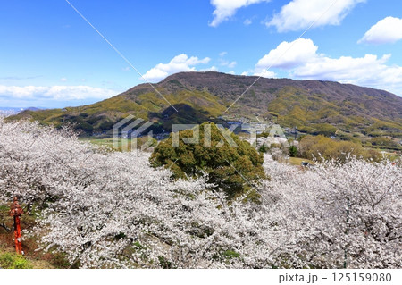 【香川県】桜咲く春の(朝日山森林公園) 【香川県】桜咲く春の(朝日山森林公園) 125159080