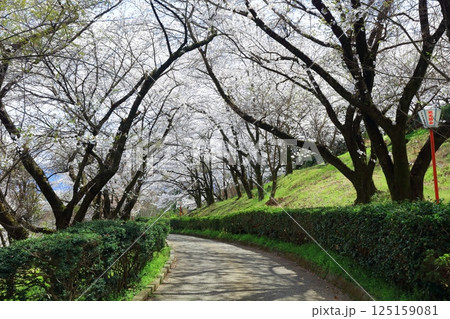 【香川県】桜咲く春の（朝日山森林公園） 125159081