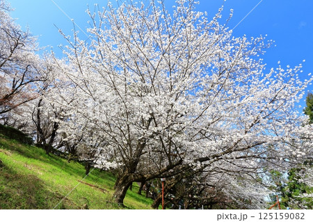 【香川県】桜咲く春の(朝日山森林公園) 【香川県】桜咲く春の(朝日山森林公園) 125159082