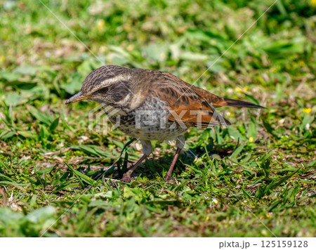 地面を歩くツグミ 地面を歩くツグミ 125159128