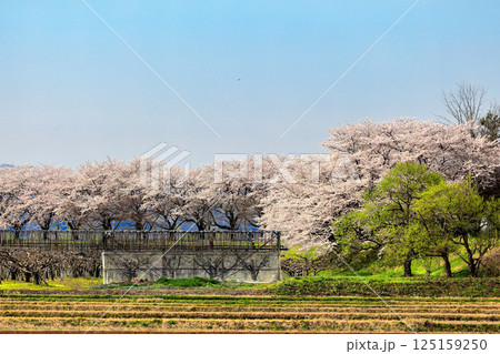 馬渡の桜並木　 125159250