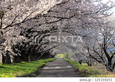 馬渡の桜並木 馬渡の桜並木 125159251