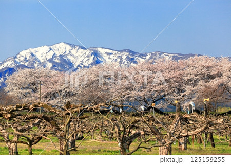 馬渡の桜並木 馬渡の桜並木 125159255