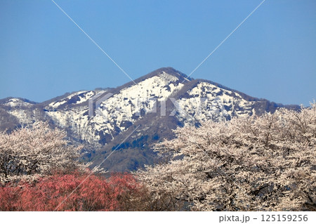 馬渡の桜並木 馬渡の桜並木 125159256