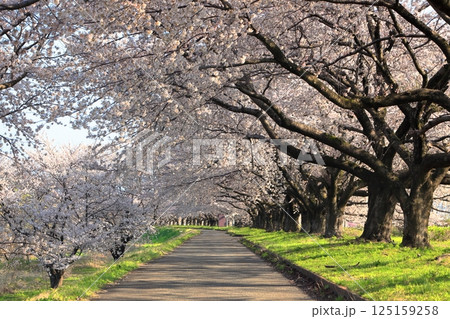 馬渡の桜並木 馬渡の桜並木 125159258