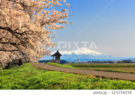 馬渡の桜並木 馬渡の桜並木 125159259