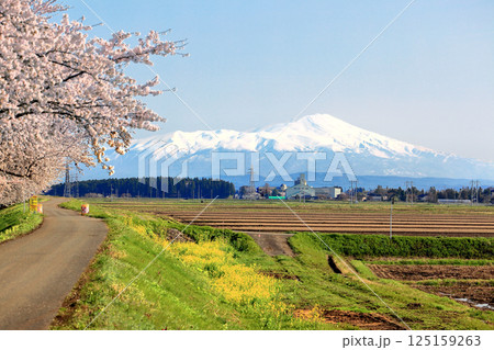 馬渡の桜並木 馬渡の桜並木 125159263