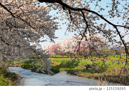 馬渡の桜並木 馬渡の桜並木 125159265