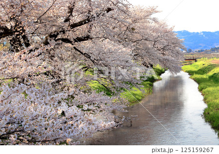 馬渡の桜並木　 125159267