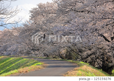 馬渡の桜並木 馬渡の桜並木 125159276