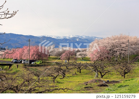 馬渡の桜並木 馬渡の桜並木 125159279