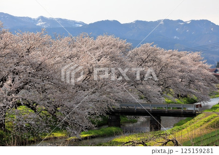 馬渡の桜並木 馬渡の桜並木 125159281