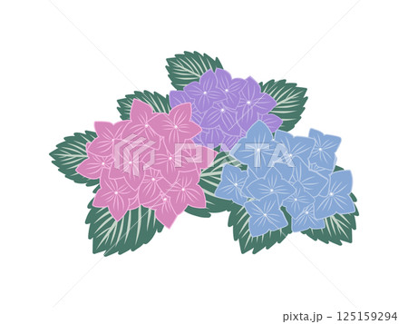 紫陽花の花のイラスト 125159294