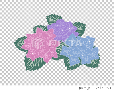 紫陽花の花のイラスト 125159294
