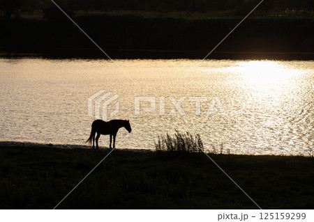 水辺のサラブレッド 125159299