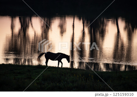 水辺のサラブレッド 125159310