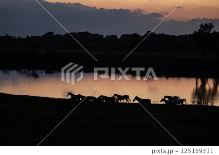 水辺のサラブレッド 水辺のサラブレッド 125159311