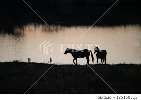 水辺のサラブレッド 水辺のサラブレッド 125159315