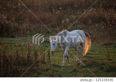 水辺のサラブレッド 水辺のサラブレッド 125159336