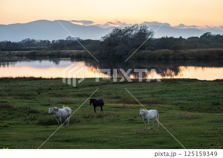 水辺のサラブレッド 水辺のサラブレッド 125159349