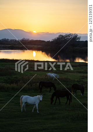 水辺のサラブレッド 水辺のサラブレッド 125159351