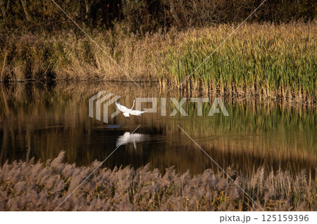 夕暮れのサギ 125159396