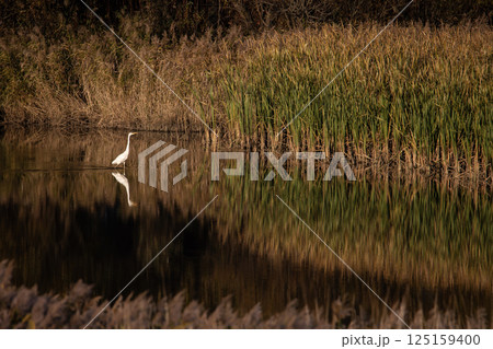 夕暮れのサギ 125159400