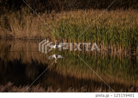 夕暮れのサギ 125159401